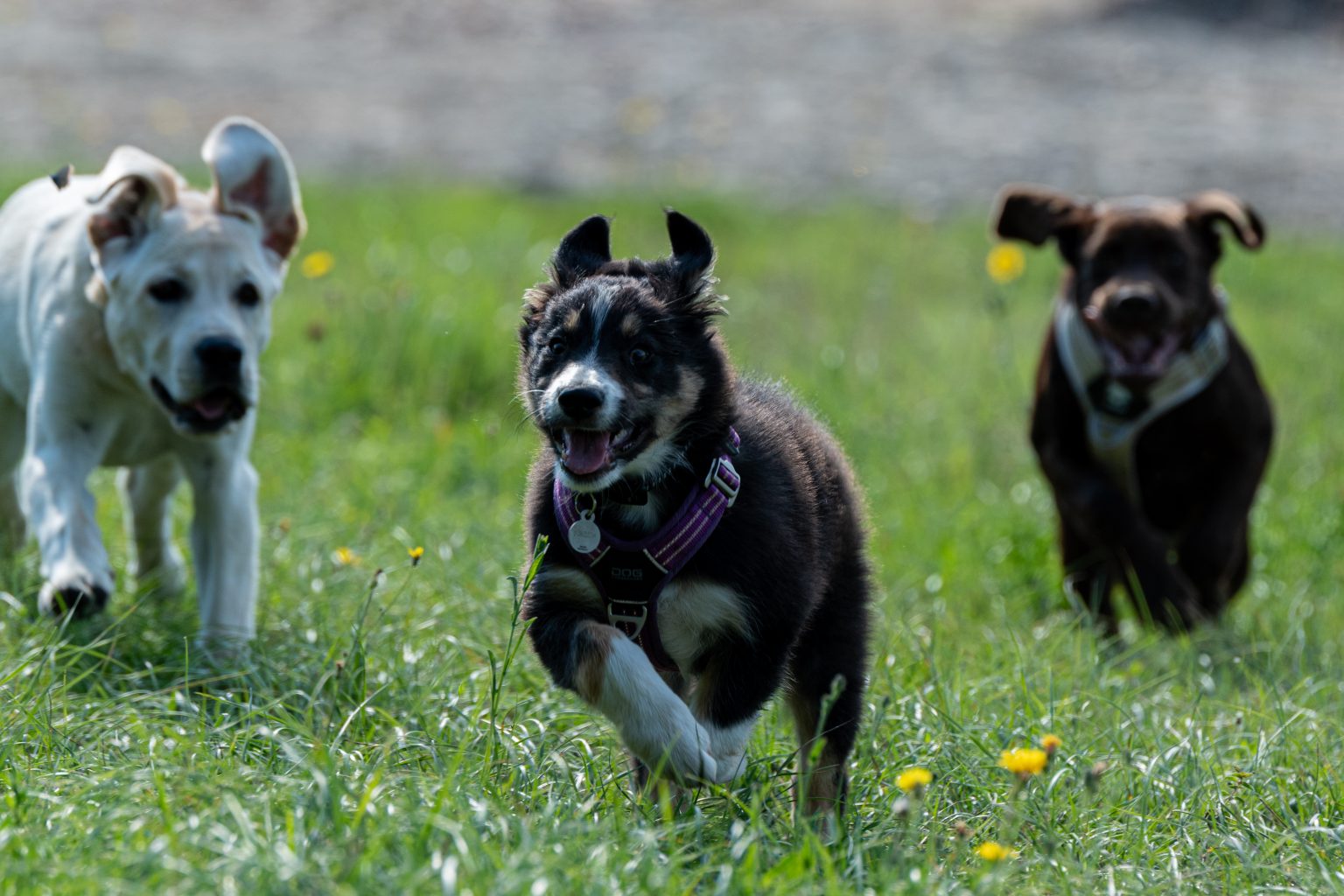 maternelle des chiots