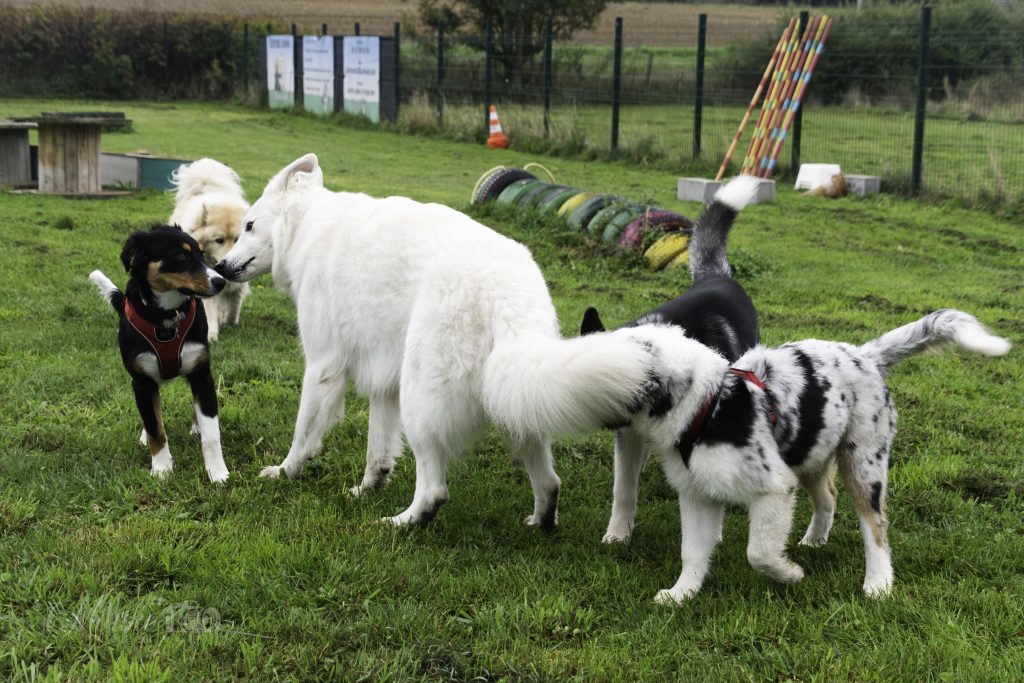 Maternelle-des-chiots