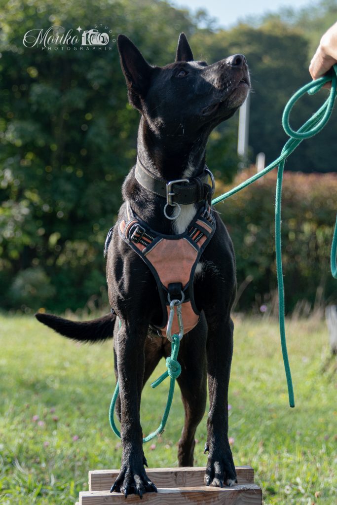 yamaka dog
