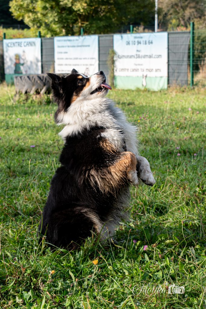 yamaka dog