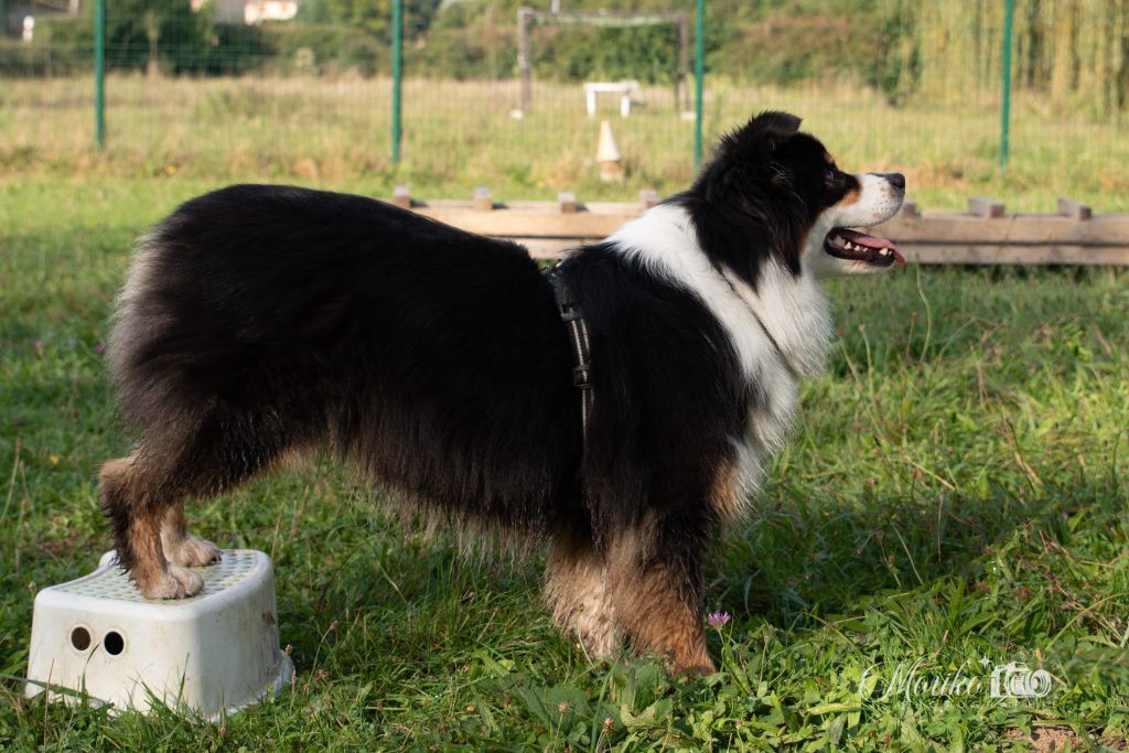 yamaka dog